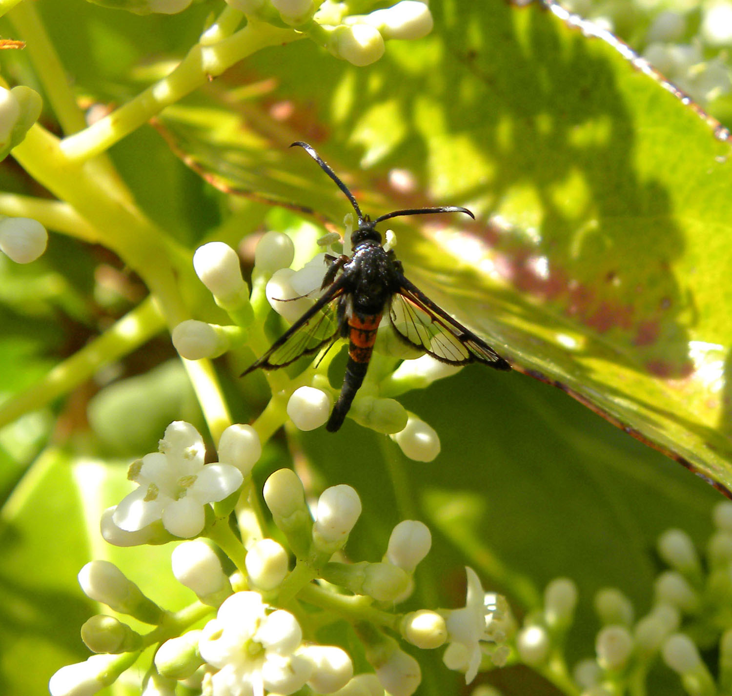 Sesiidae:  Synanthedon cfr. tiphiaeformis cruentata, maschio